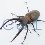 Lucanus planeti planeti
