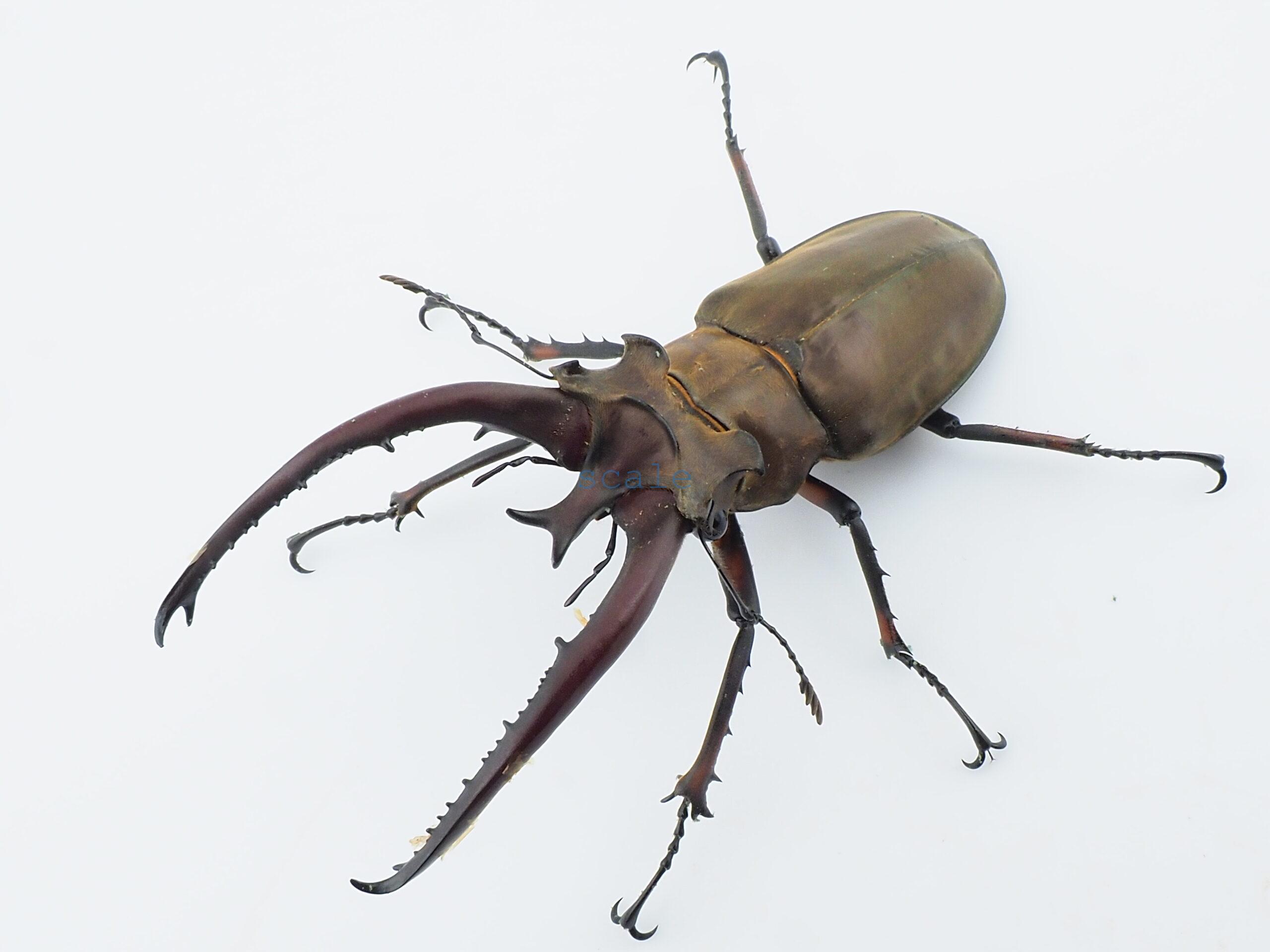 Lucanus planeti planeti