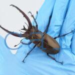 Lucanus planeti planeti