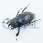 Lucanus planeti planeti