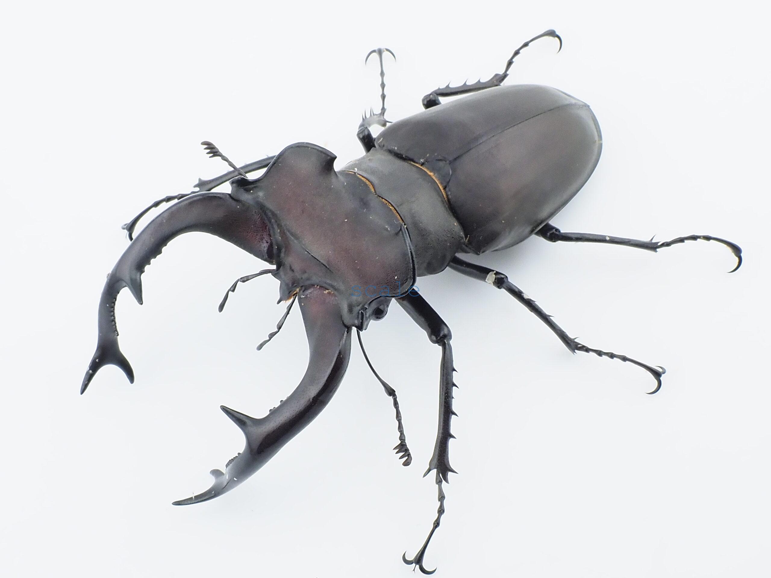 Lucanus cervus judaicus