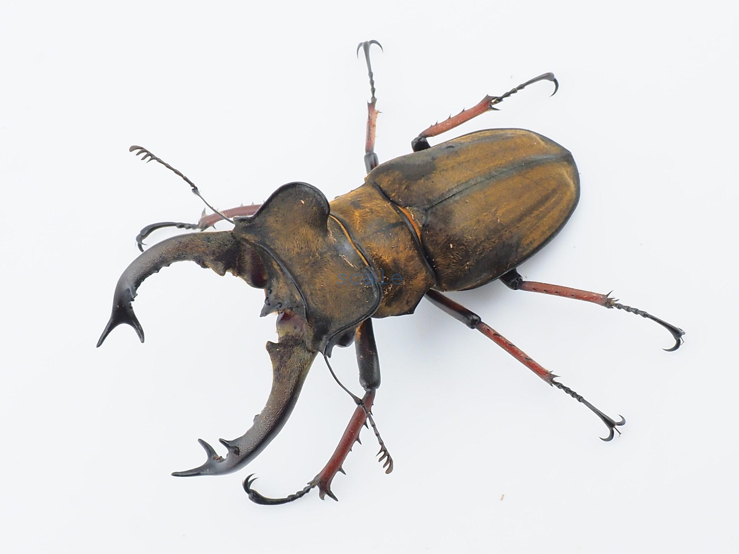 Lucanus sericeus sericeus