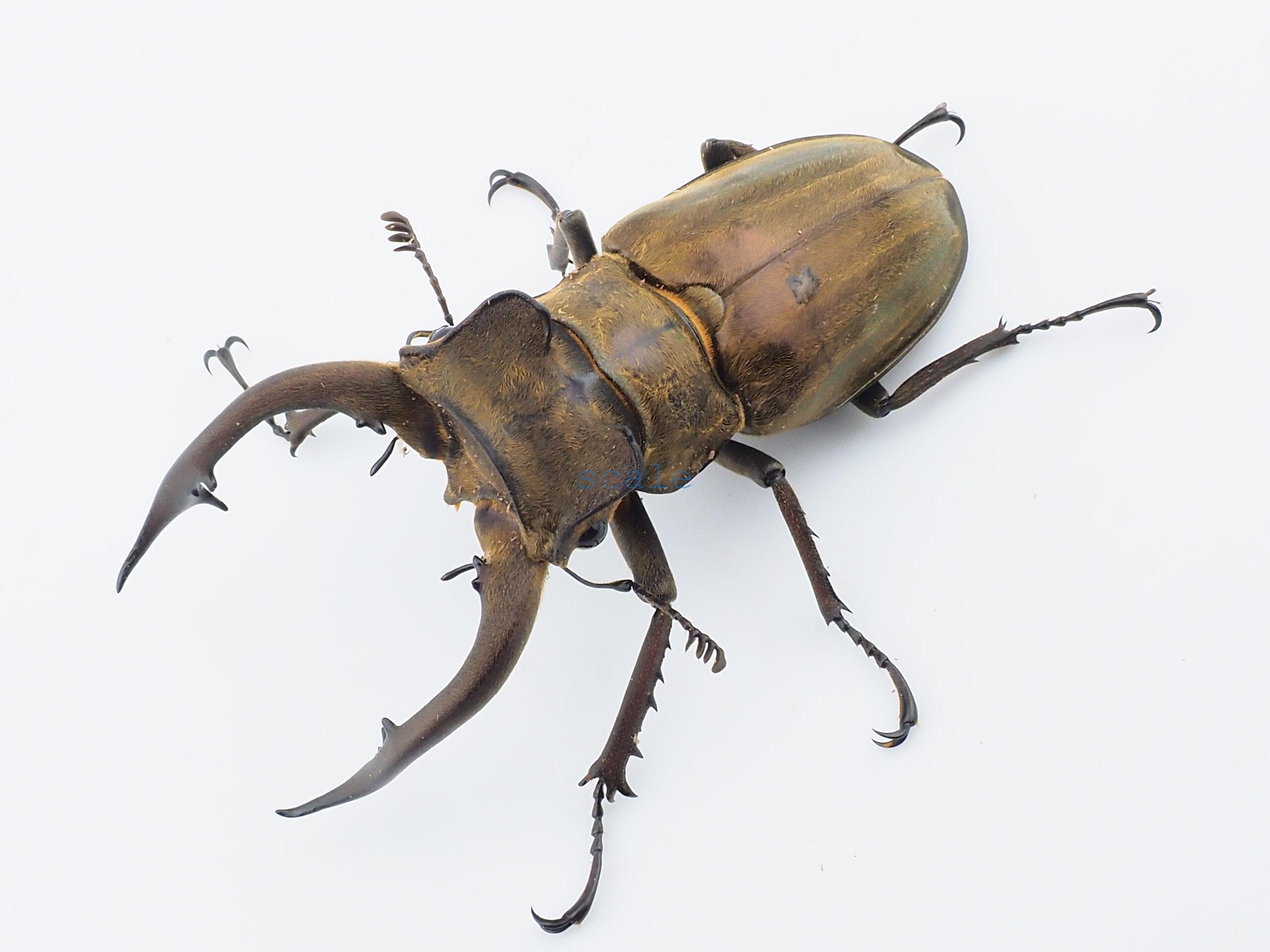 Lucanus mearesii