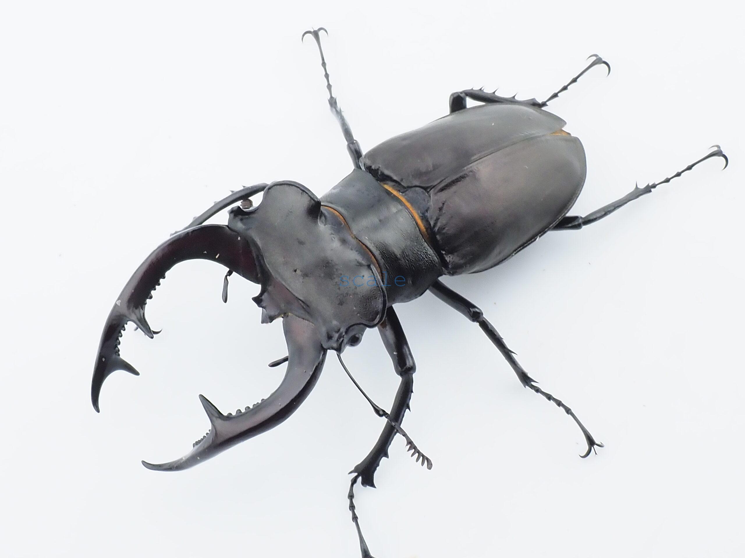 Lucanus cervus akbesianus