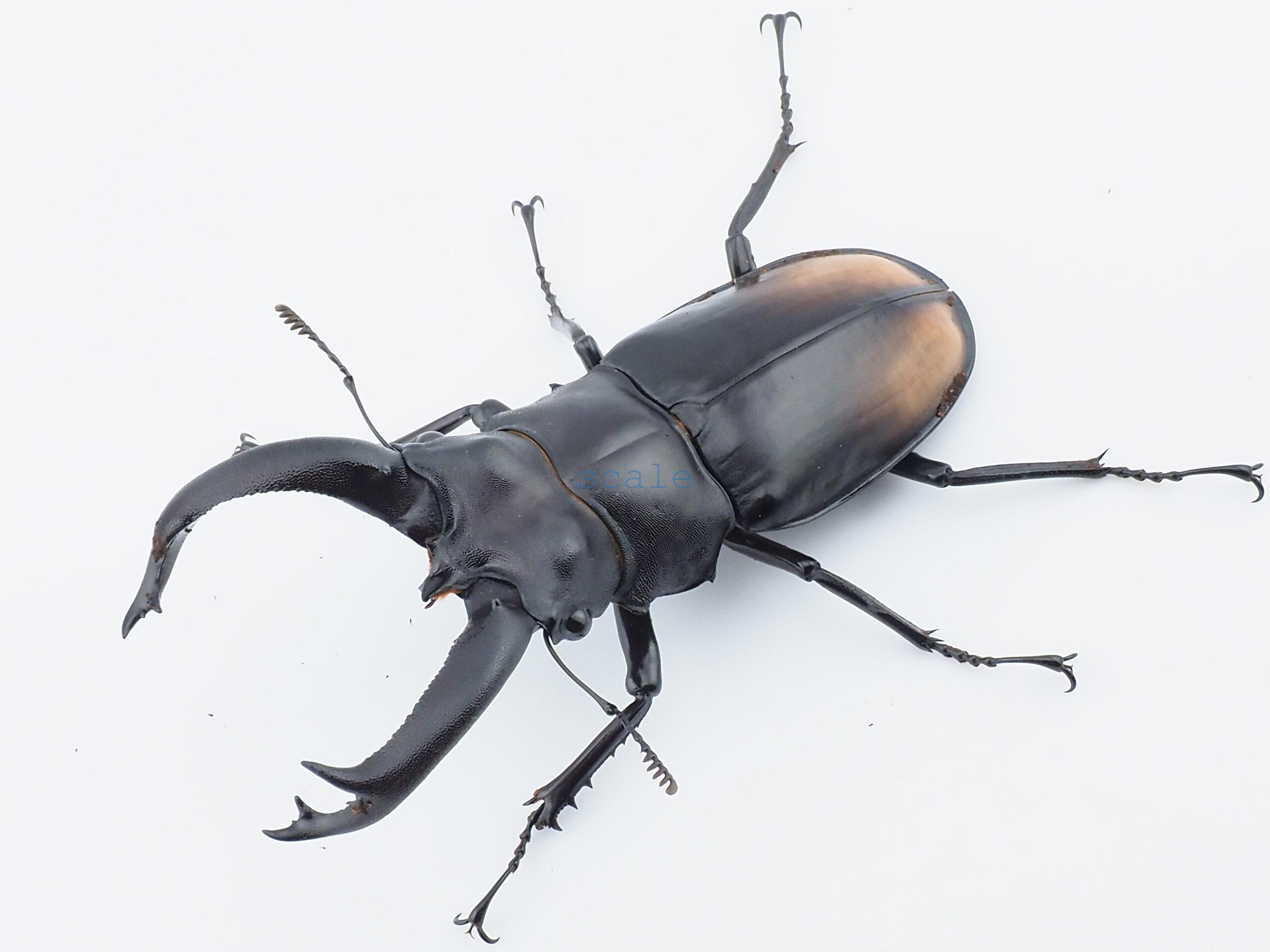 Hexarthrius parryi deyrollei WF1