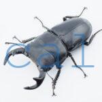 Dorcus grandis grandis