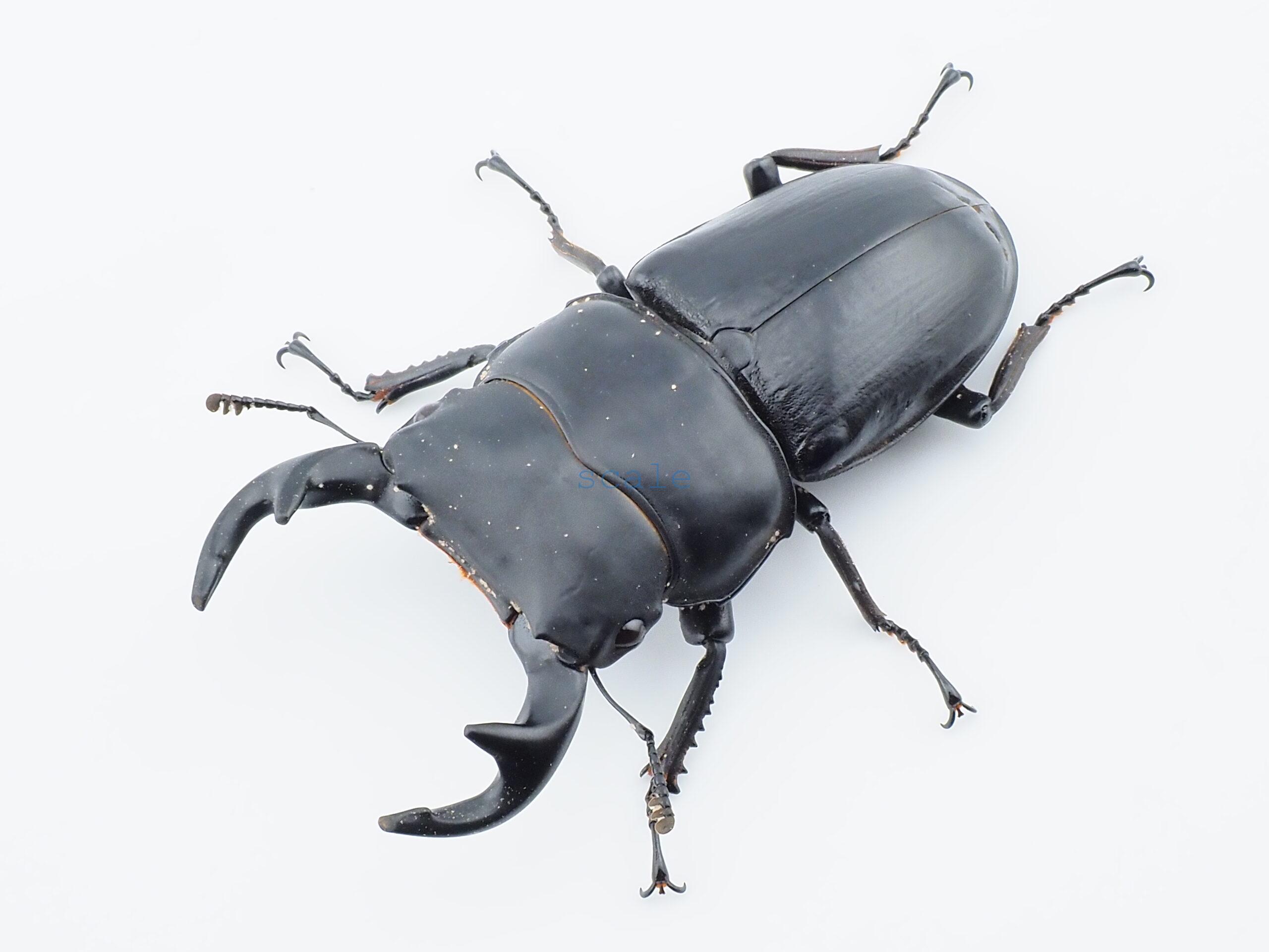 Dorcus grandis grandis