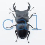 Dorcus grandis grandis