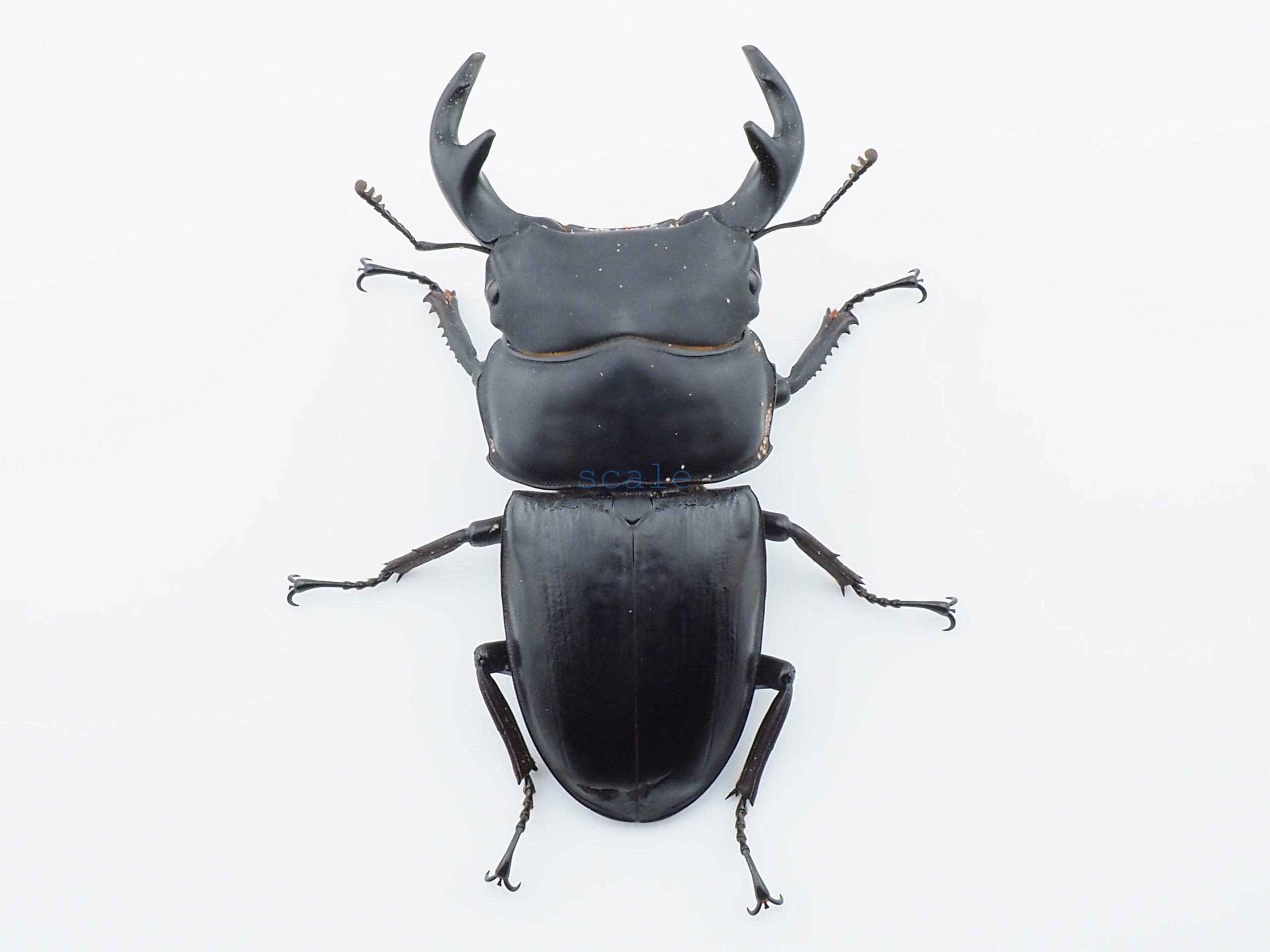 Dorcus grandis grandis