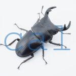 Dorcus grandis grandis