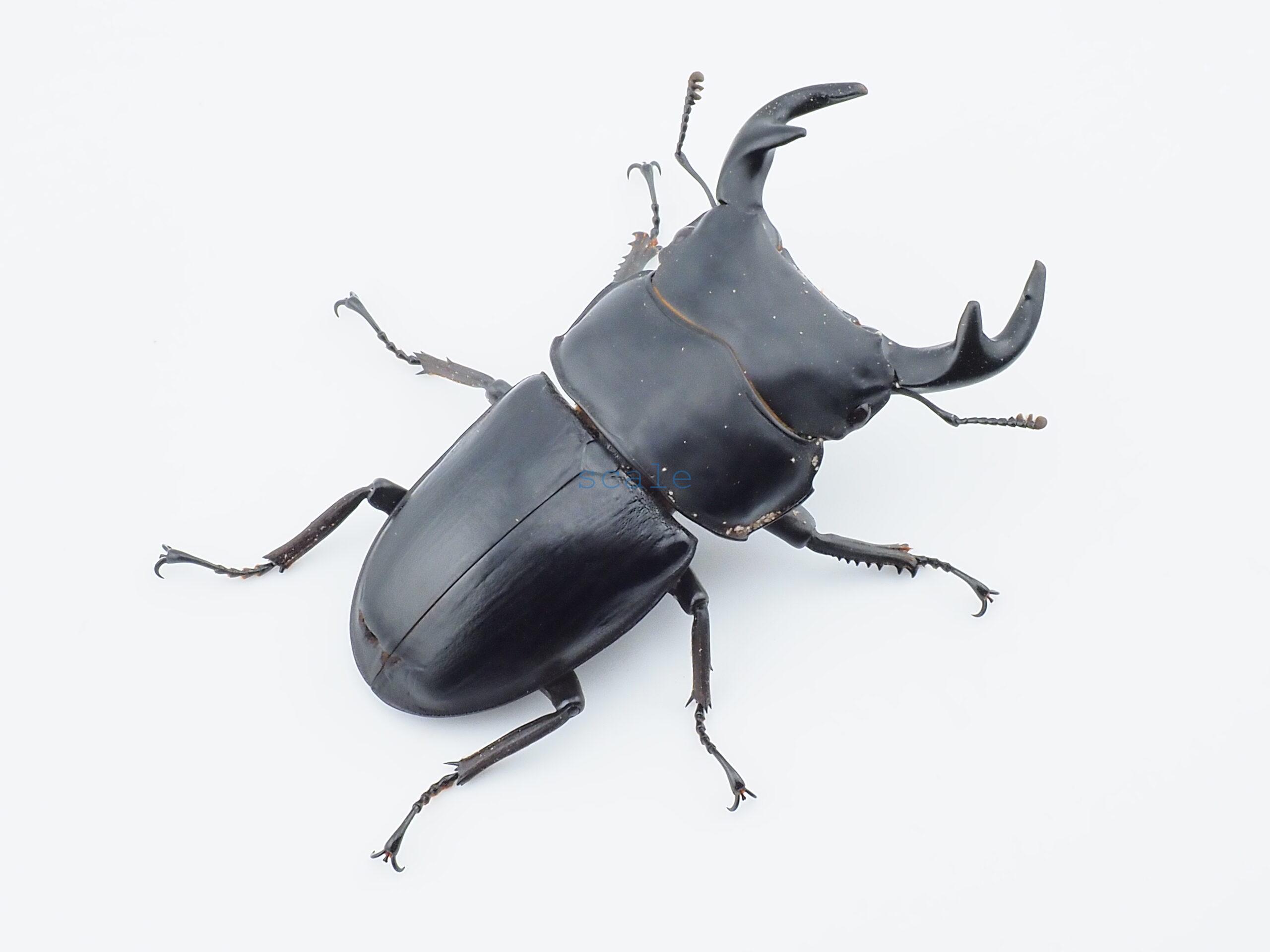 Dorcus grandis grandis