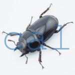 Dorcus grandis grandis