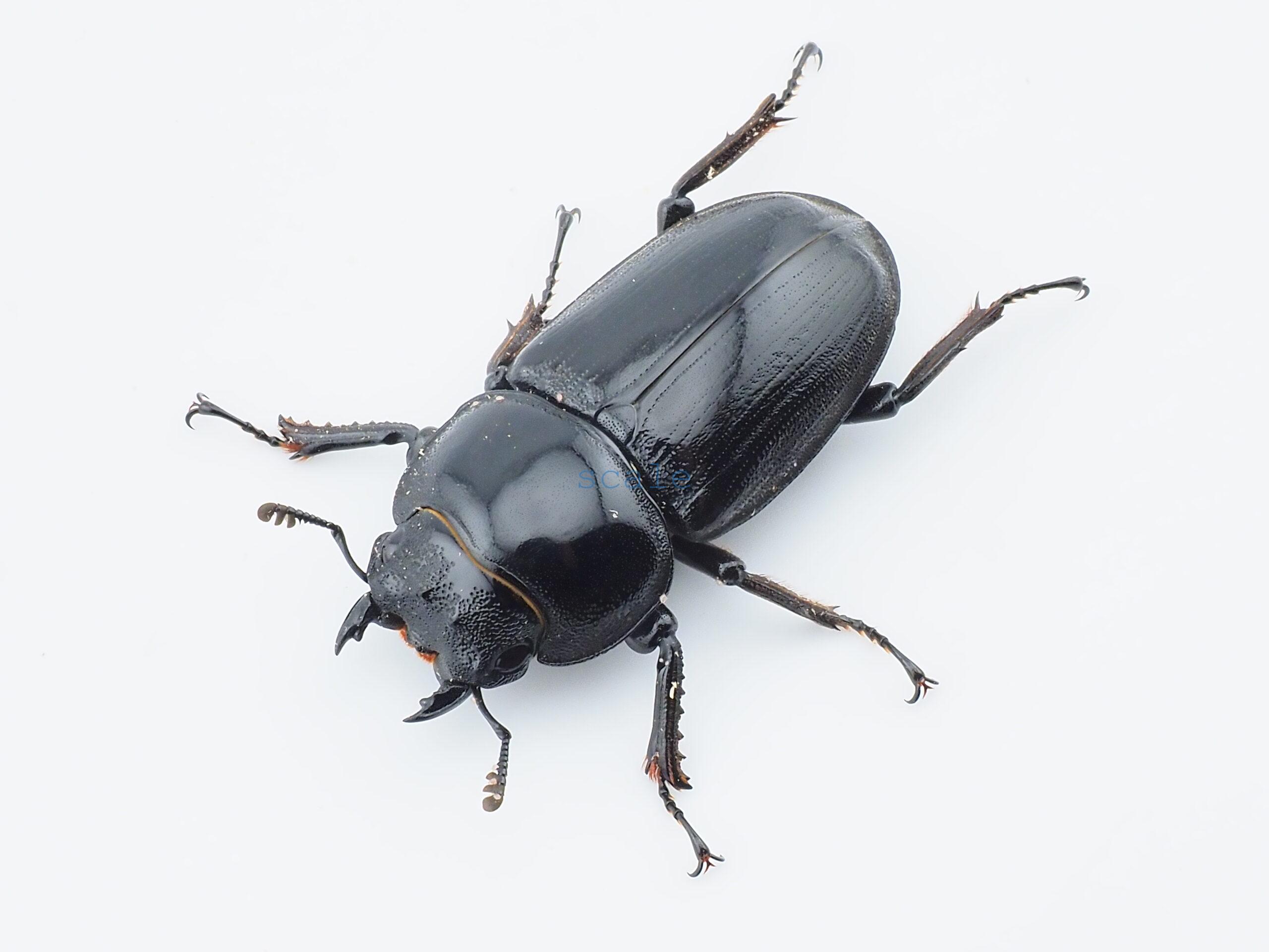 Dorcus grandis grandis