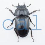 Dorcus grandis grandis