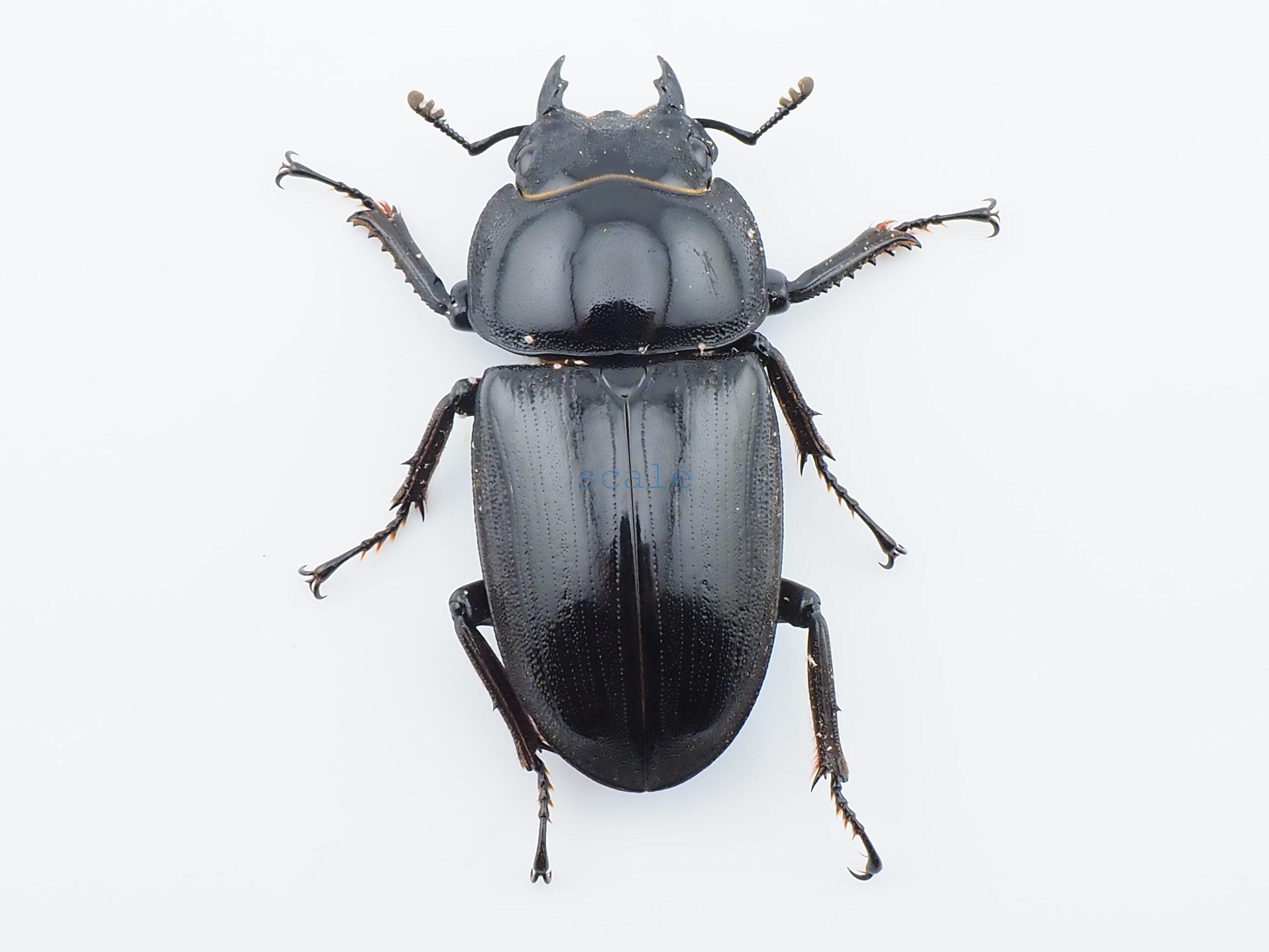 Dorcus grandis grandis