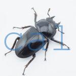 Dorcus grandis grandis