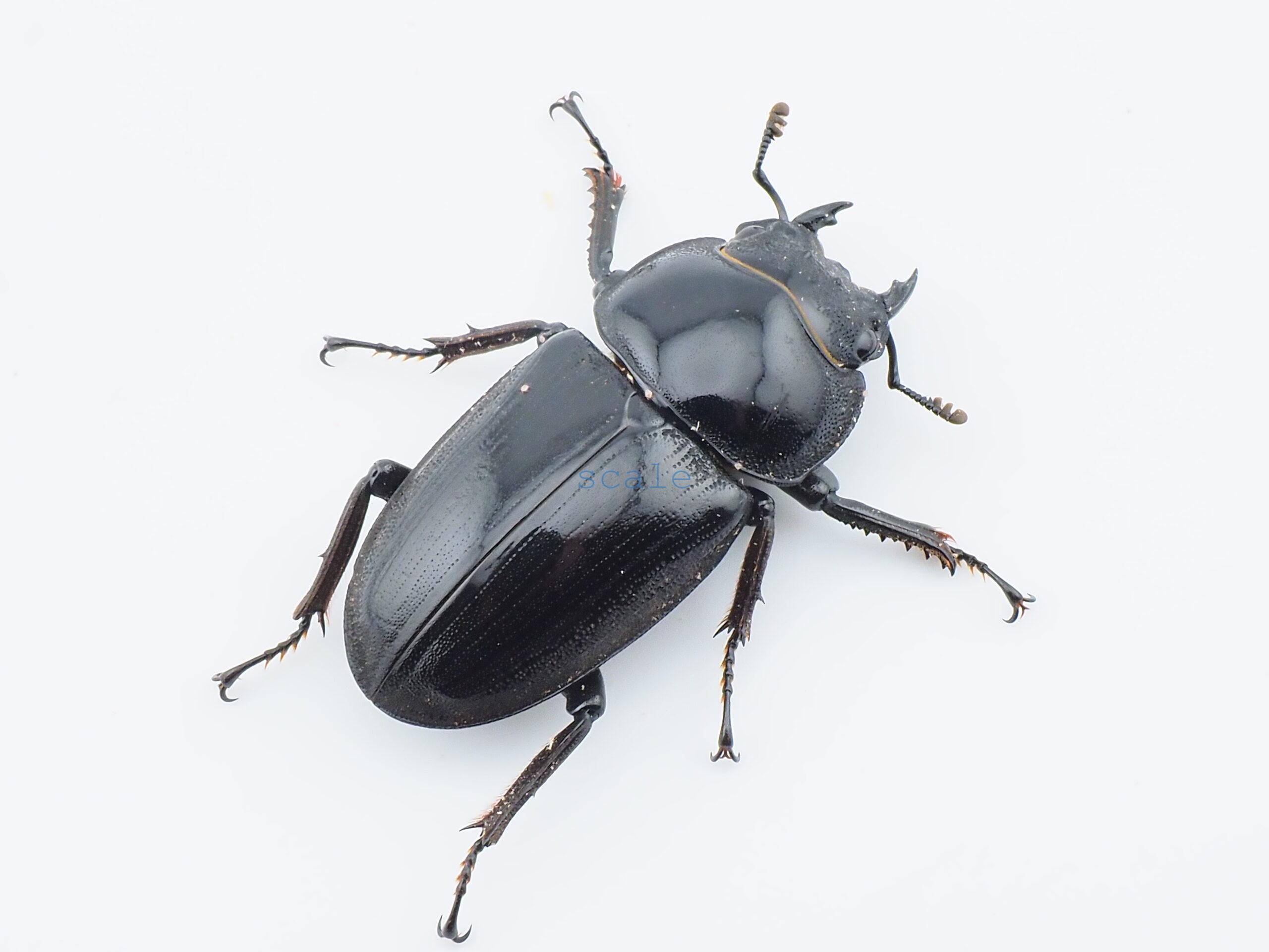 Dorcus grandis grandis