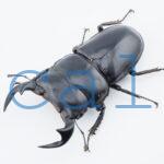 Dorcus antaeus miyashitai