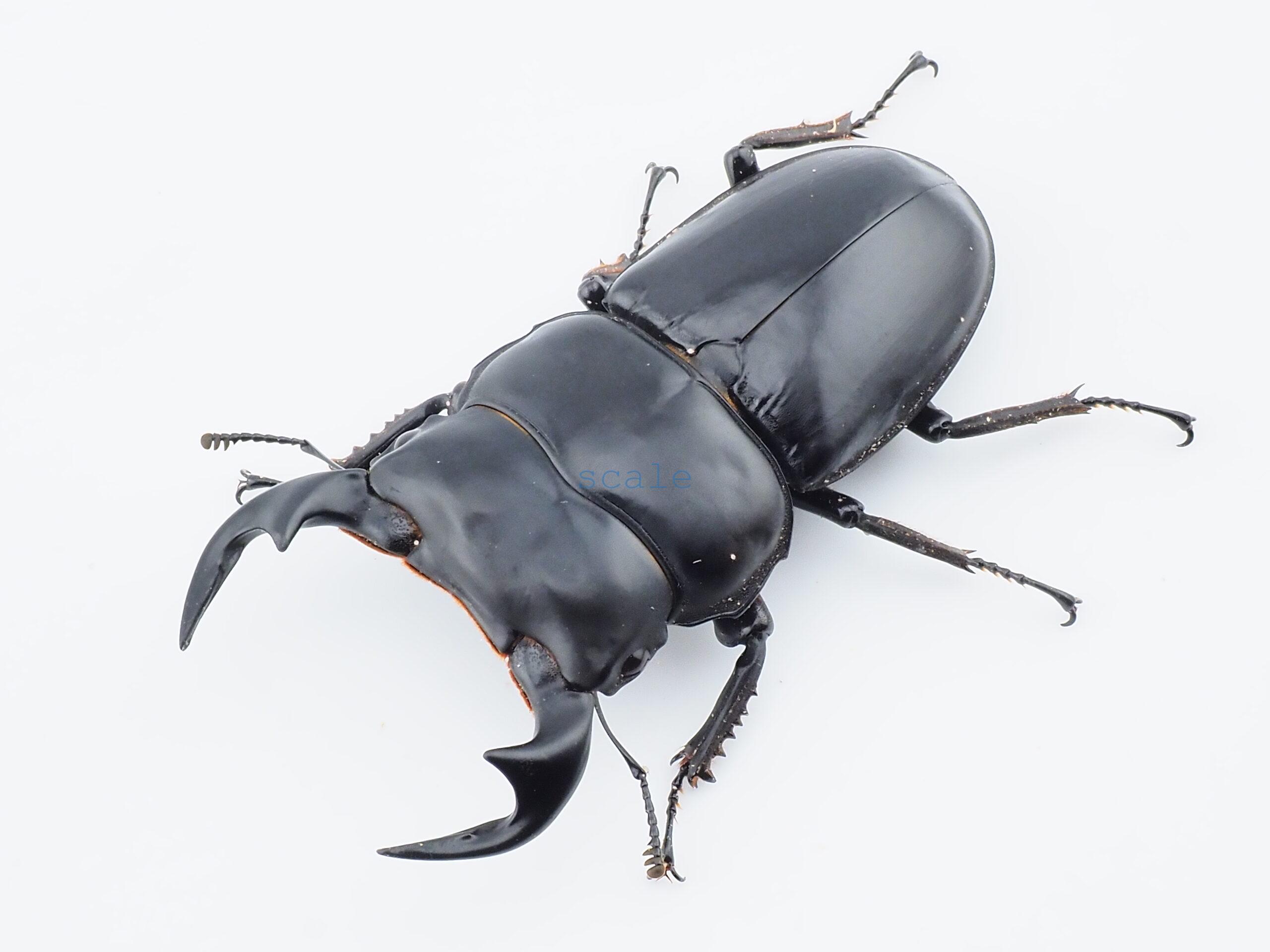 Dorcus antaeus miyashitai