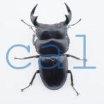 Dorcus antaeus miyashitai