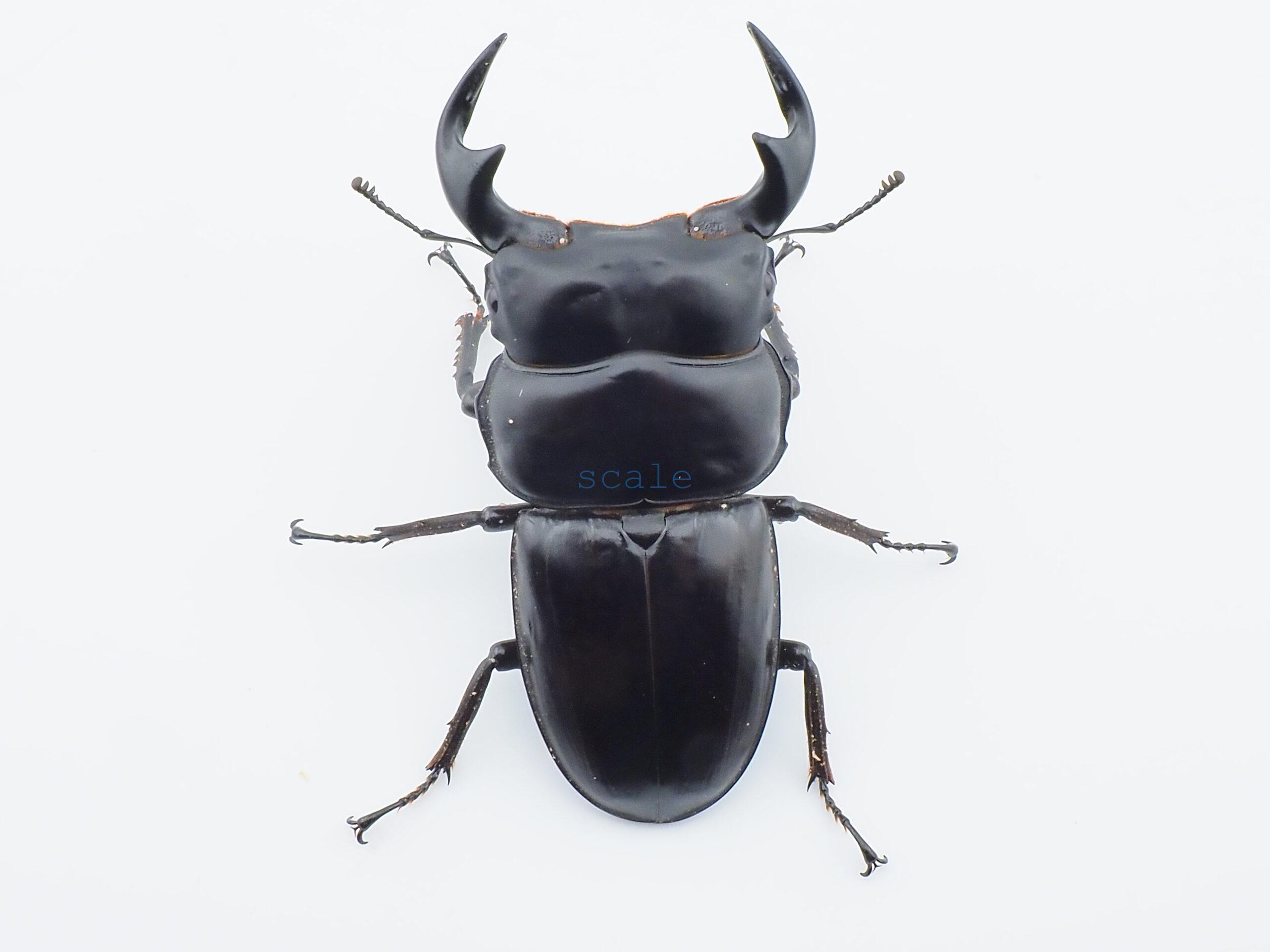 Dorcus antaeus miyashitai