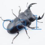 Dorcus antaeus miyashitai