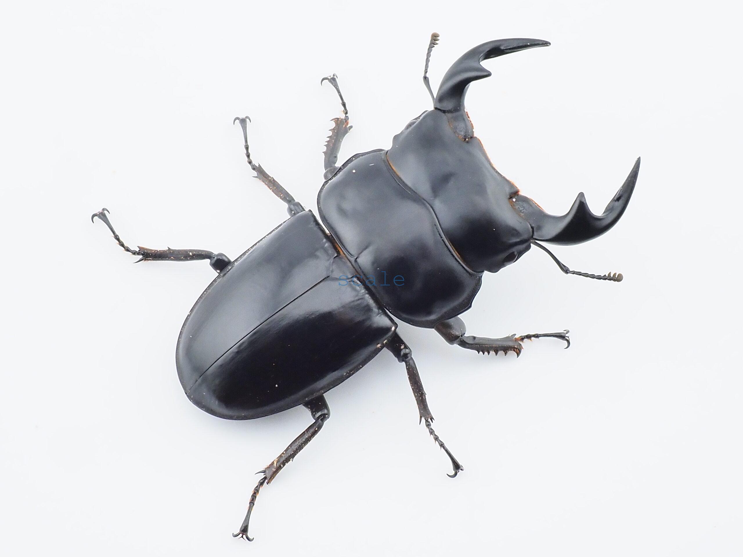 Dorcus antaeus miyashitai