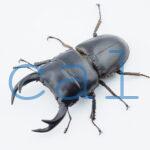 Dorcus curvidens curvidens