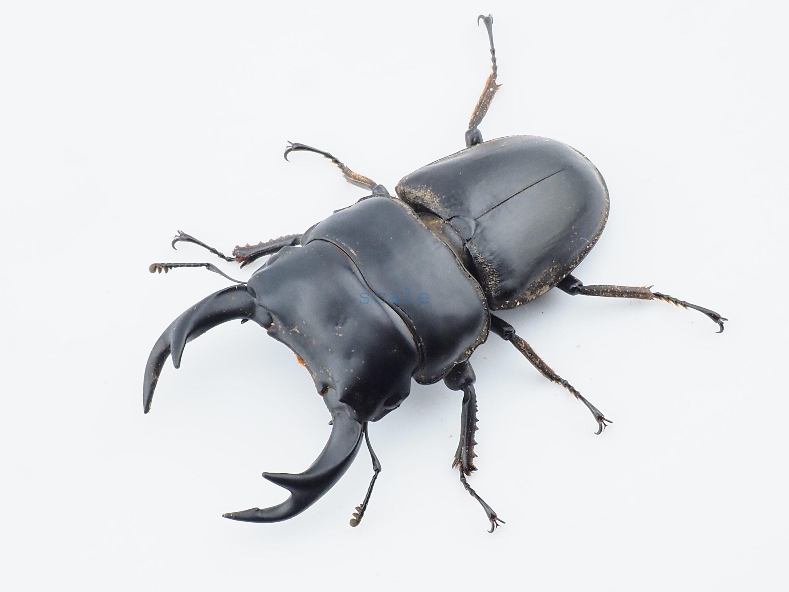Dorcus curvidens curvidens