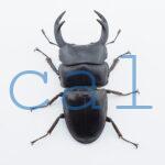 Dorcus curvidens curvidens
