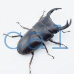 Dorcus curvidens curvidens