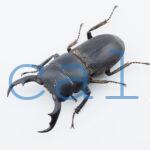 Dorcus cervulus
