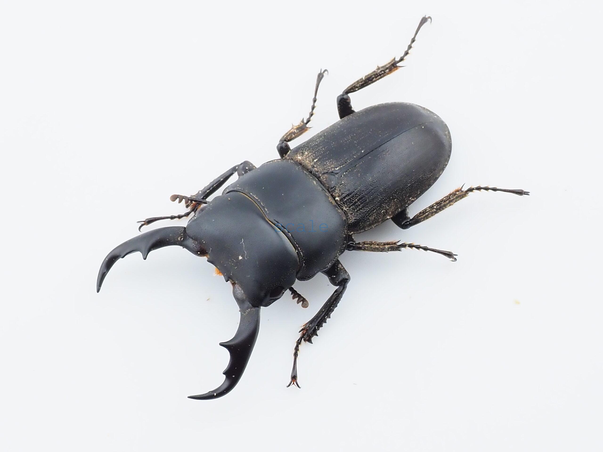 Dorcus cervulus