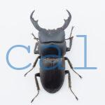 Dorcus cervulus