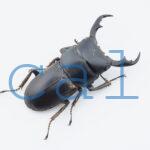 Dorcus cervulus