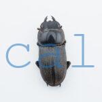 Dorcus cervulus