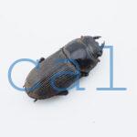 Dorcus cervulus
