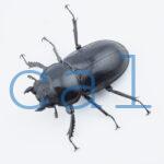 Dorcus antaeus miyashitai