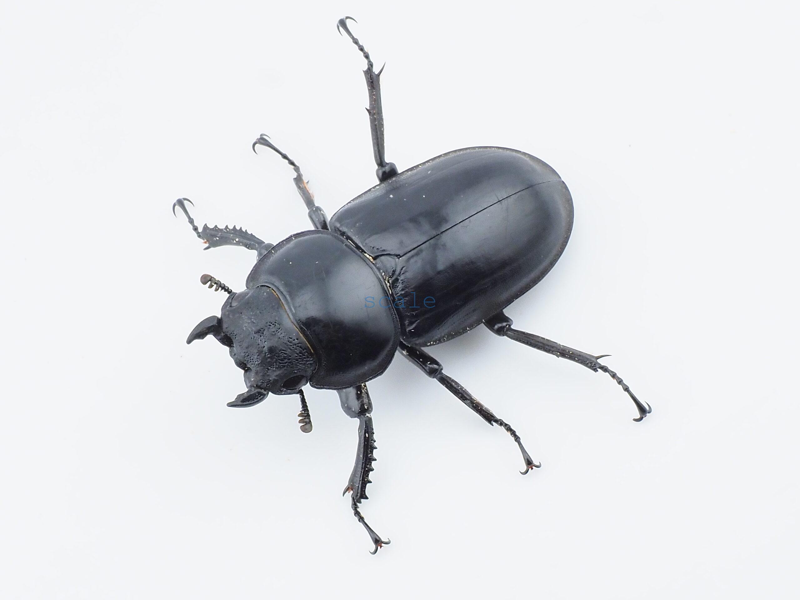 Dorcus antaeus miyashitai