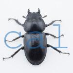 Dorcus antaeus miyashitai