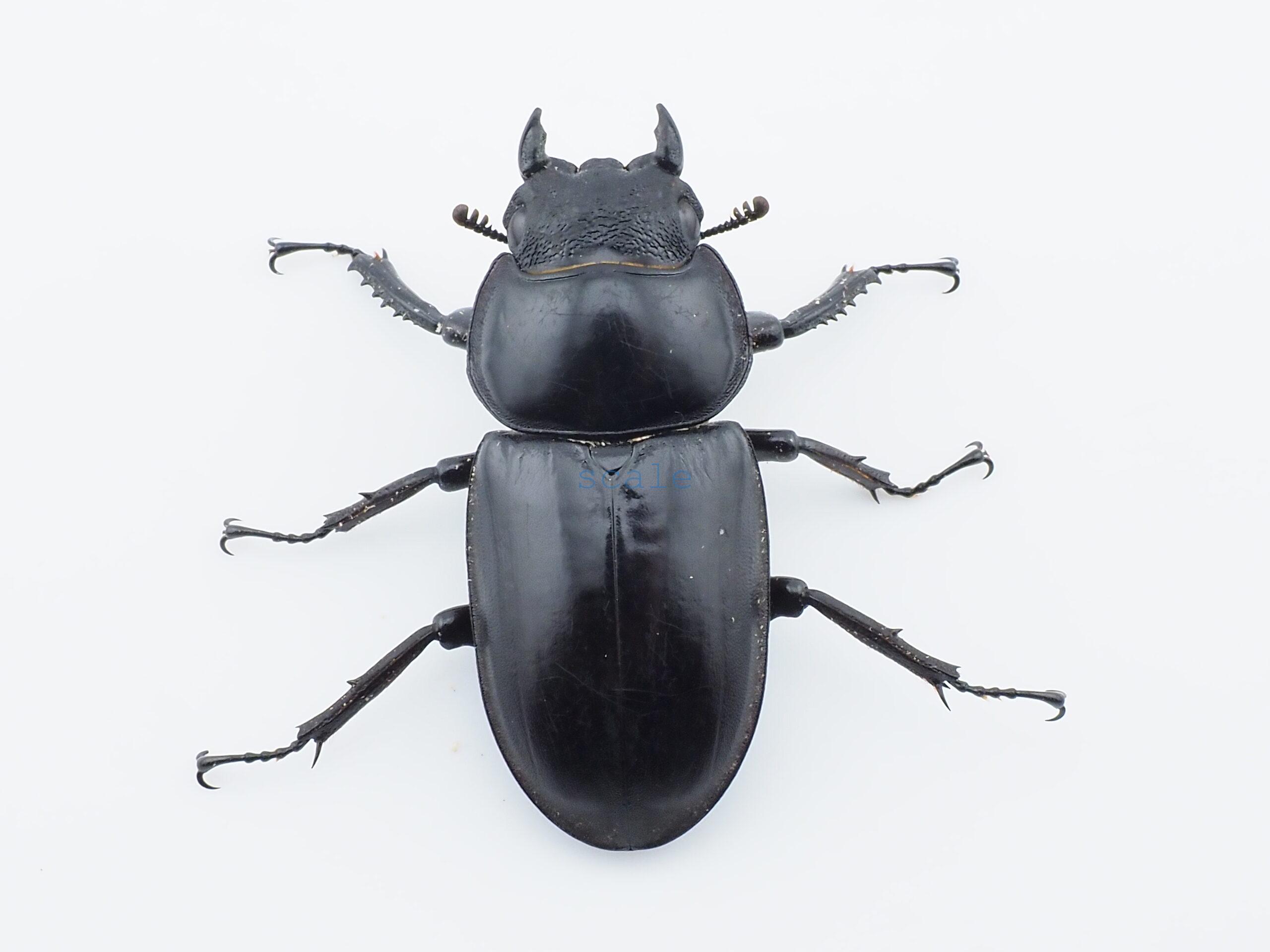 Dorcus antaeus miyashitai