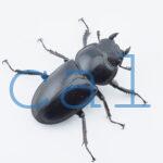 Dorcus antaeus miyashitai