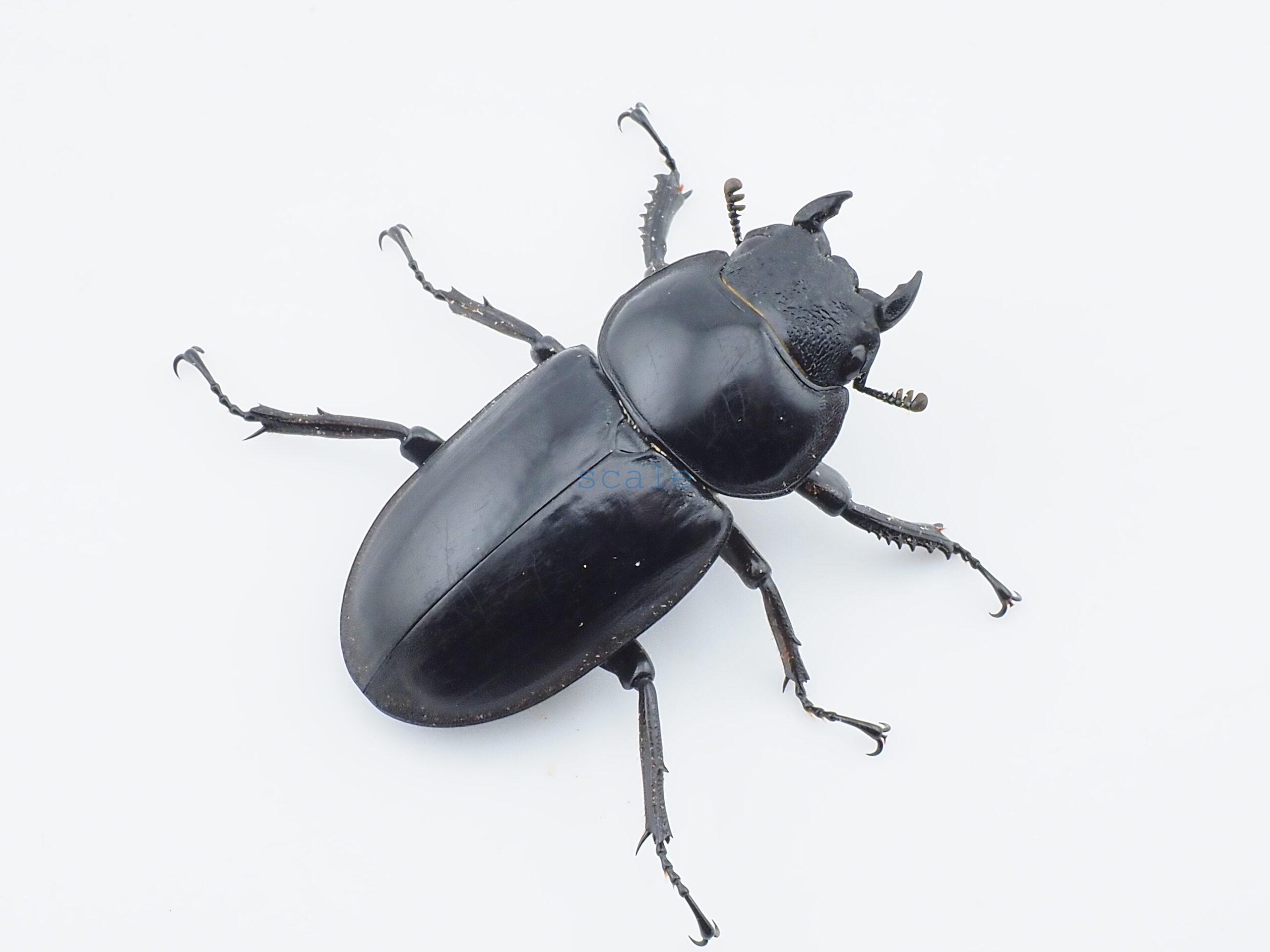 Dorcus antaeus miyashitai