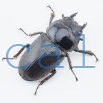 Dorcus curvidens curvidens