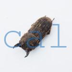 Dorcus sp.
