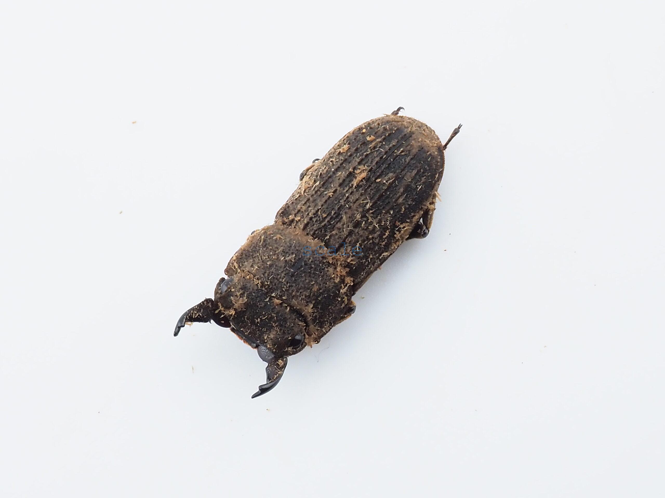 Dorcus sp.