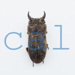 Dorcus sp.