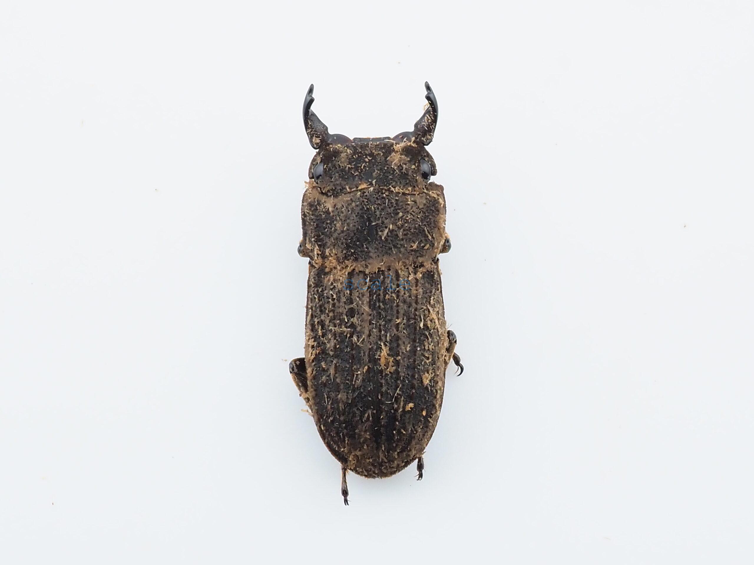 Dorcus sp.