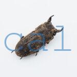 Dorcus sp.