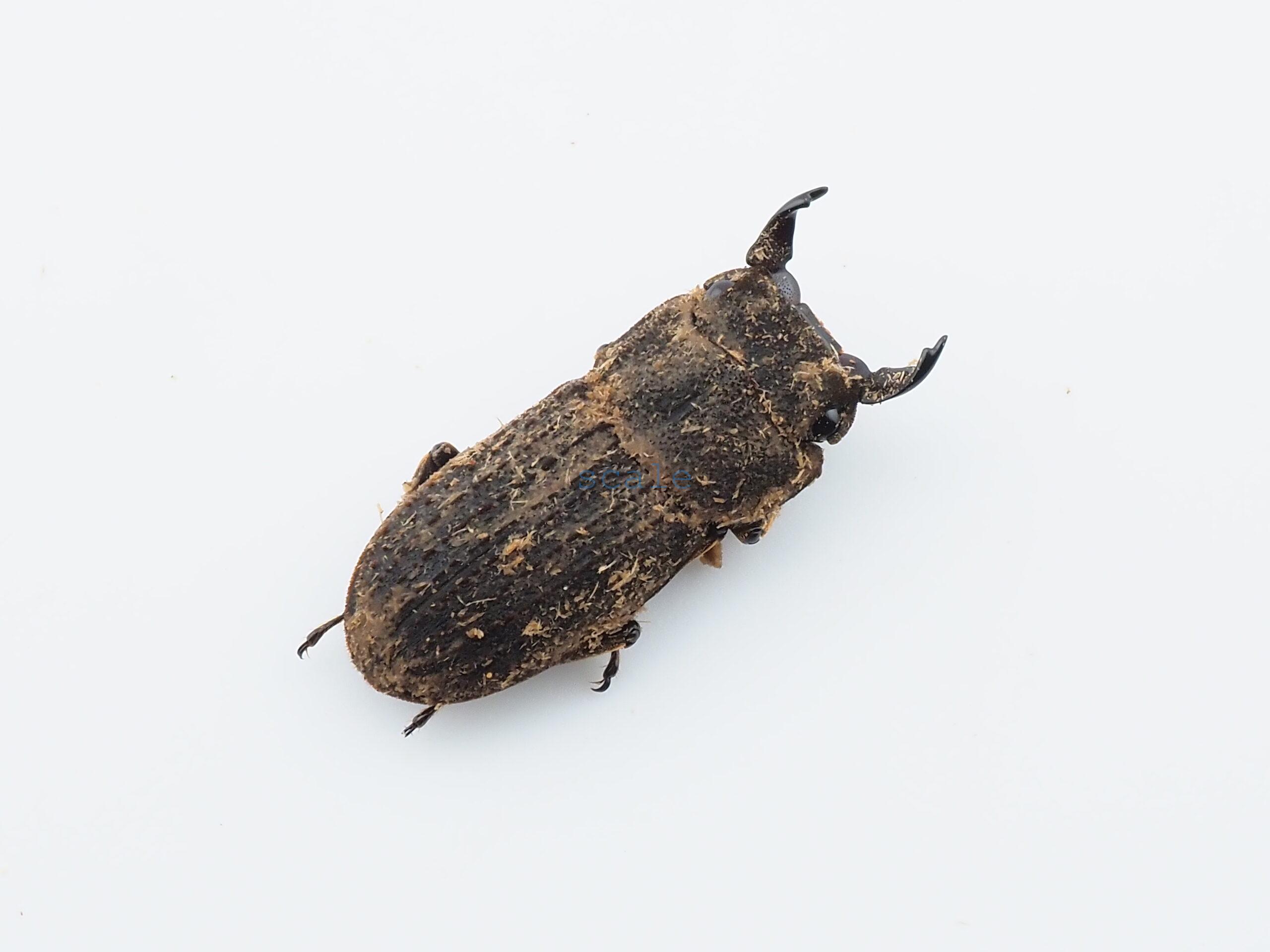 Dorcus sp.